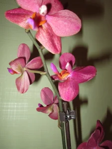 MISSBOOBS My orchids! зображення 9