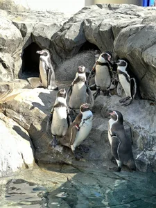 C-4bomb Public Immagine  5