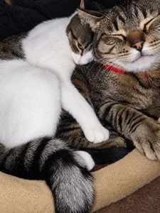Zdjęcia dark_empire_BDSM because the beauty of life apart from fun are the little things that fill us with love😻:  7