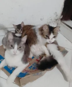 Dirty_Maleja_TS's Mis tres amores 🫶🏼😻 Sex Photo 1