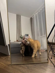 viyy Lifestyle meow Poză 8