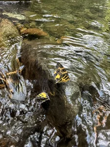 Samantha_Hans Disconnecting in nature 🇨🇴 🍃 사진 6