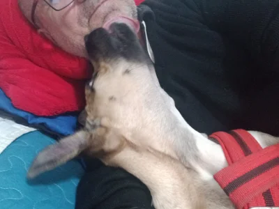 ferdinad20 A loyal love 사진 2