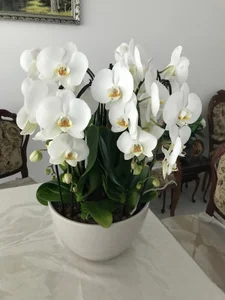 FistNowAD Public Pic 2