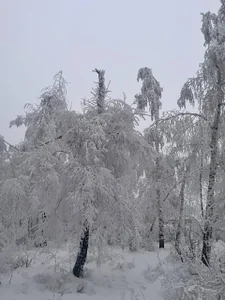 EvaThopson visiting a snowy forest Pic 3