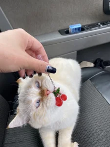 paradisaic_delightのMy big little loveの 5枚の写真