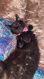 Ninakravis ✨ Gambar 4