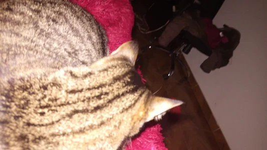 My two great loves od Chanelll_Taylorr_  snímek