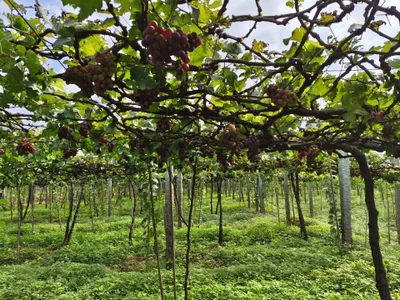 Jorokzzzzz Public Εικόνα 4