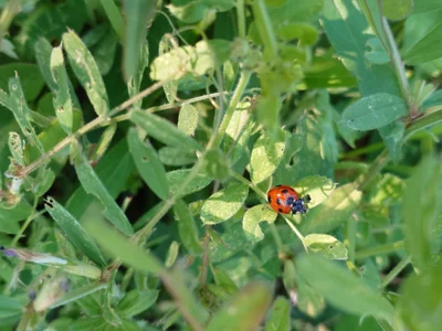 kimagure-fu- 日常  5টি ছবি