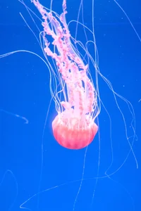 Yurie_ Public Immagine  2