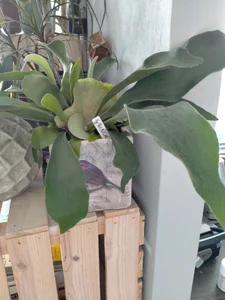 Plants from my lovers <3 wanna buy me plant? Check my tip menu:) de SluttyBanana Foto 7