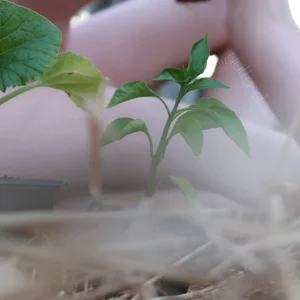 yulladao au potager Foto 2