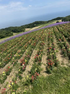 eno_pink Public Pic 3