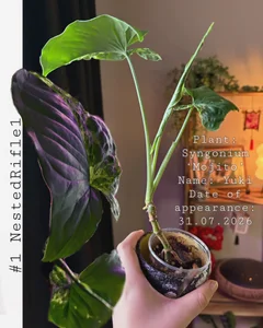 maymary_のGreen Club 🪴❤️の 3枚の写真