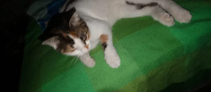 Hola