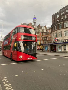 Lobito_xxxl LONDONDRES Pic