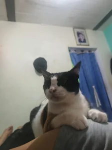 Jake_Falcon my cute pet Poză