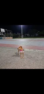 luissa_xx My beautiful pet 🐶 Athenea Immagine 