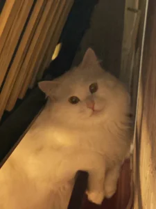 DesireKira My pretty cat 🙀 รูป 