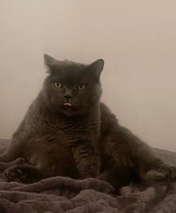 Lii_RoseMy cat Yoda!图片 3