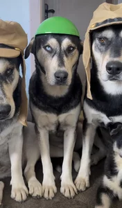 audience114 😂我收留的流浪狗 🐕 我的专属保镖😂 Foto