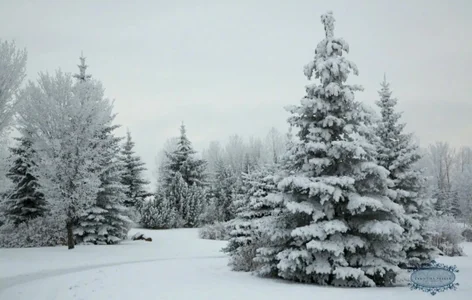 MichelleGrase Magical Winter Εικόνα 2