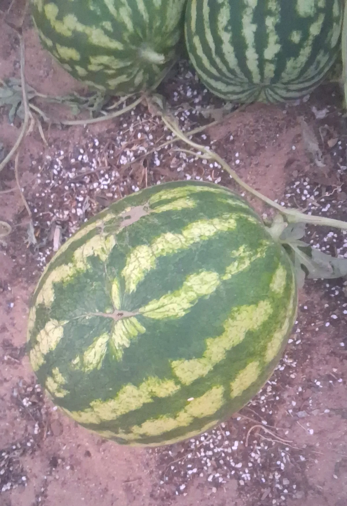 Huntzg23 Aktuellstes Foto 5961