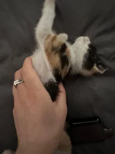 tyler_8x my cats Poză 2