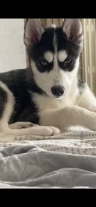 AnastasiaAniess ❤️welcome to the dysfunctional family LEYLA ❤️ Foto 7