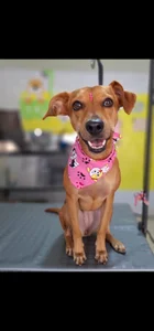 luissa_xx My beautiful pet 🐶 Athenea Immagine  3