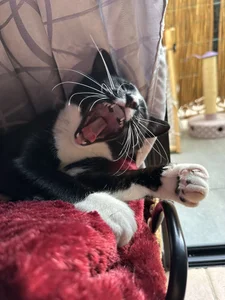 Piinkpandora kullanıcısının My Pinkis🐾 albümü -  5 fotoğraf