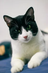 Selen_Extasis My babies and owners of my money🐱🐈‍⬛❤️ Poză 2