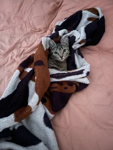 tom_Howard 🐱 사진