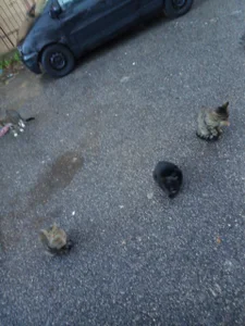 VeneRed I MIEI CUORI.. Immagine 