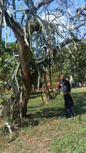 hancock-boa Connecting Bilde 6