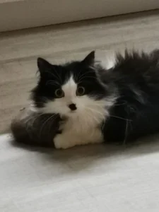 Shadow_Passion CATS! Pic