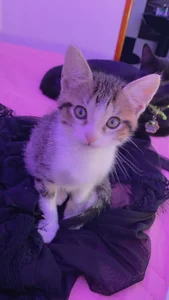 anapuala_sexxx love of my life 🥺Pandora 🐈‍⬛ Tomas 🐈 Εικόνα 4