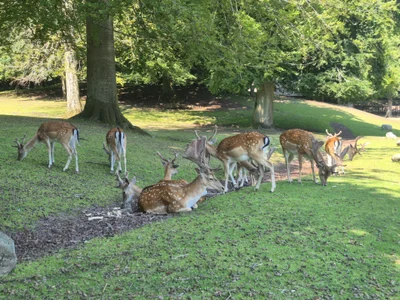 Sarah-Stoner First time meeting deers🤩🥰 Foto 2