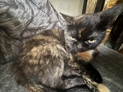 Jennifer_Broccoli My cats😽 Εικόνα 7