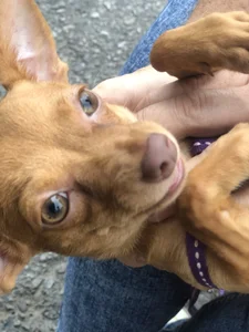 Zdjęcia SofiaRousel These are my pets ❤️: 