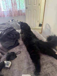 cumitted Public  2টি ছবি