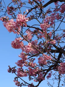 kimagure-fu- Public slika 3