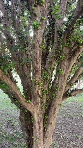 💋 Rest Tuesday 💫 de Dollar-girl  3 photos