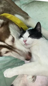 sophie_cute66 My honey cat 💕 Hình 8