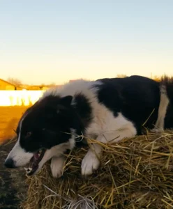 MollyLollipop I am a photographer Poză 8