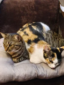 Chrissy_Joyful Meet my cats 사진 9