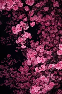 HollyGibson my aesthetics Pic 2