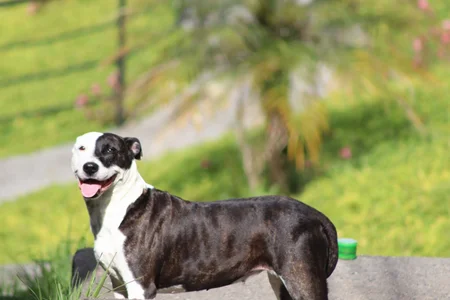 Larabrooks my furry ones! Poză 3