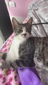 chickenlittle_uwu bebe (my cat the reason im still alive uwu) Pic 9